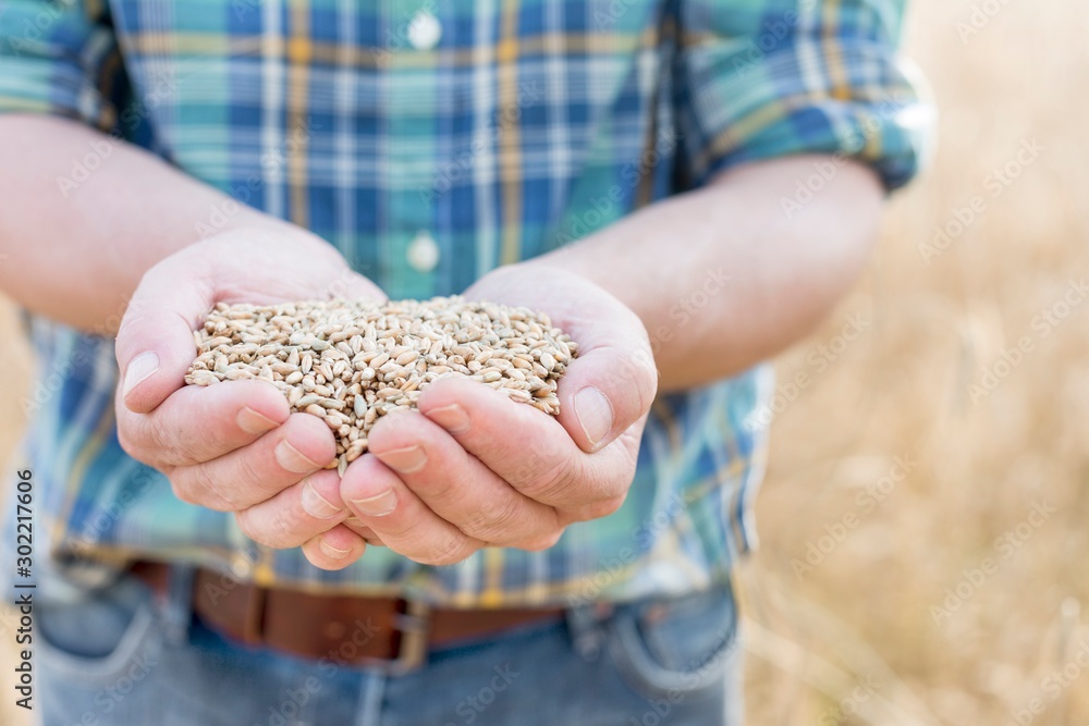 Mature farmer showing wheat grains in field Mature farmer showing wheat grains in field
