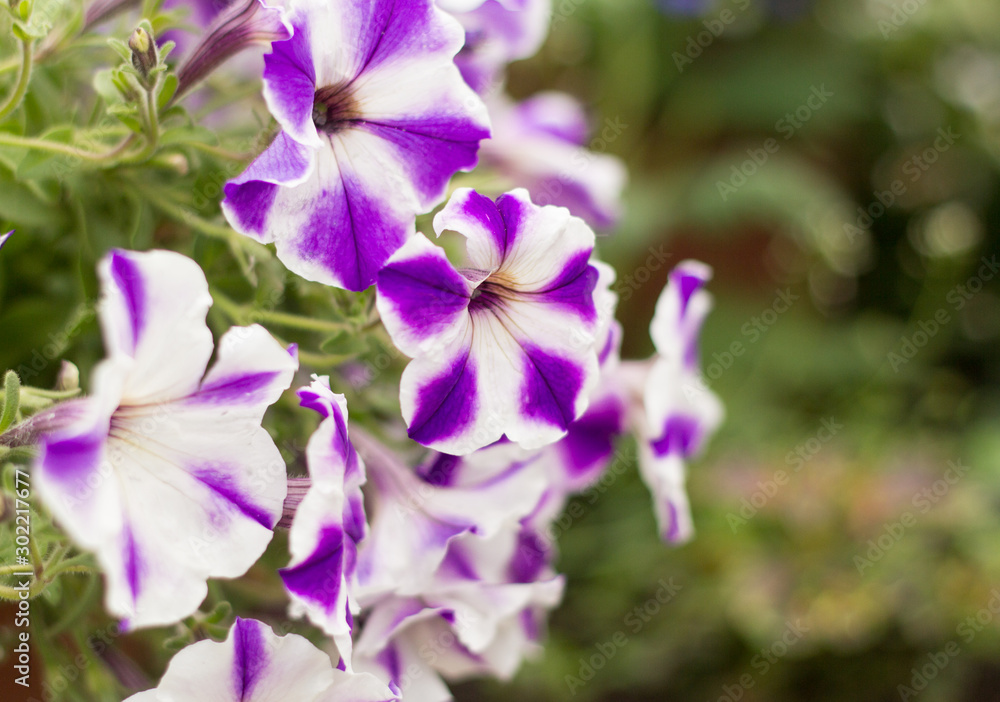 beautiful blooming purple and white petunias in the garden beautiful blooming purple and white petunias in the garden