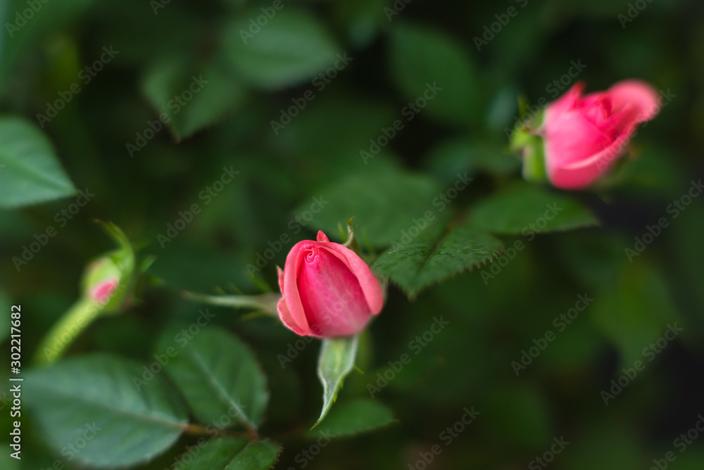 red roses on black background , close-up festive flower arrangement red roses on black background , close-up festive flower arrangement