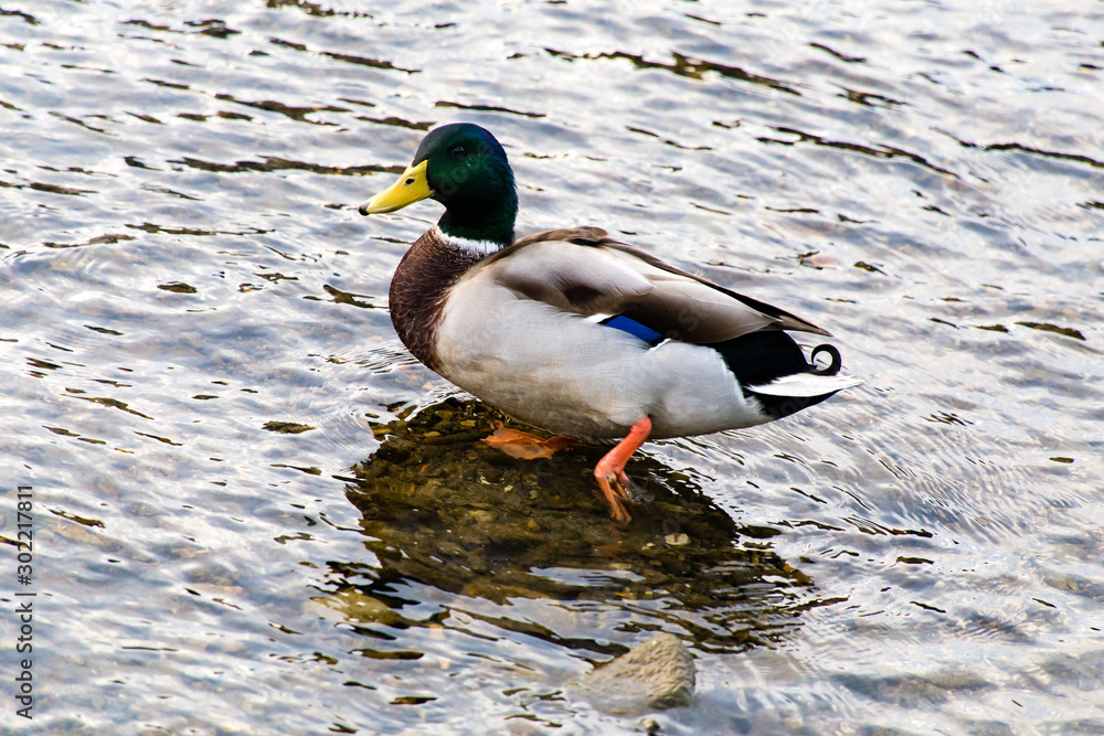 Obraz premium 2015年9月, 日本, 京都, 鴨川