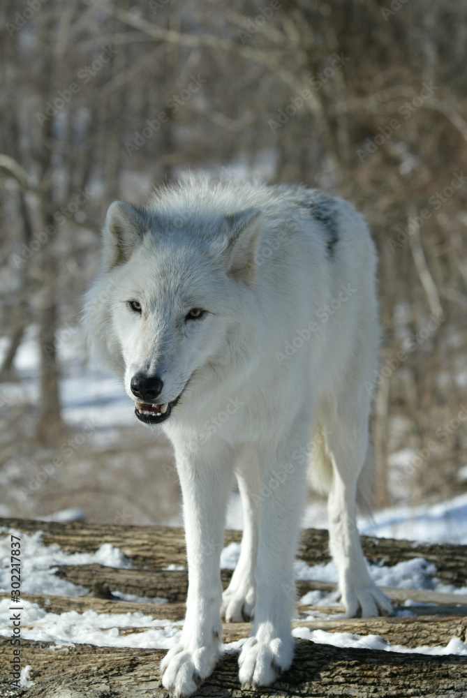 Obraz premium Gray Wolf w rezerwacie i ośrodku hodowlanym