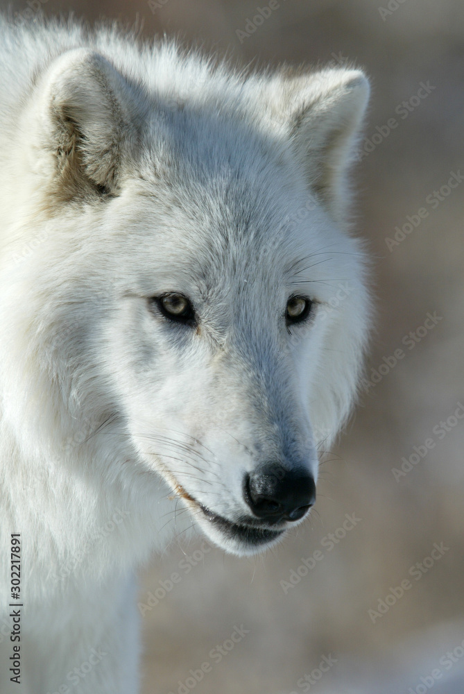 Grey Wolf in sanctuary and breeding center Grey Wolf in sanctuary and breeding center