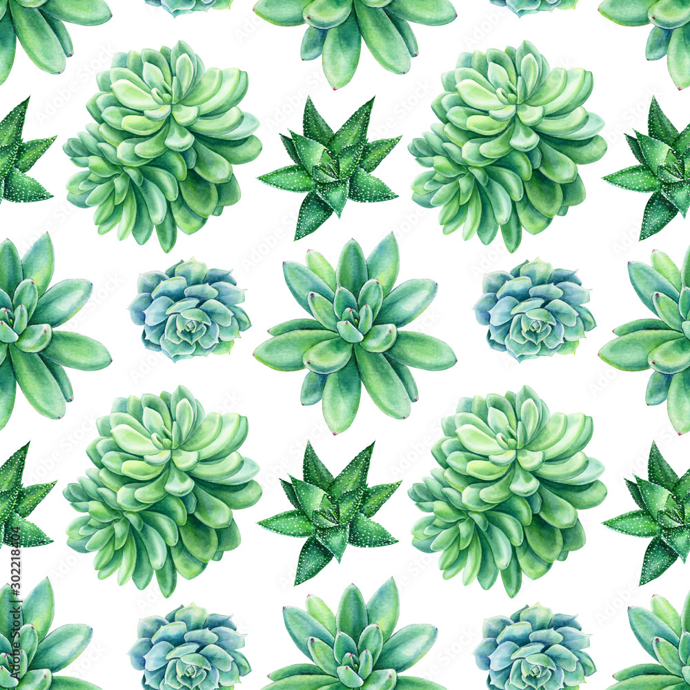 seamless pattern from succulents an isolated white background ...
