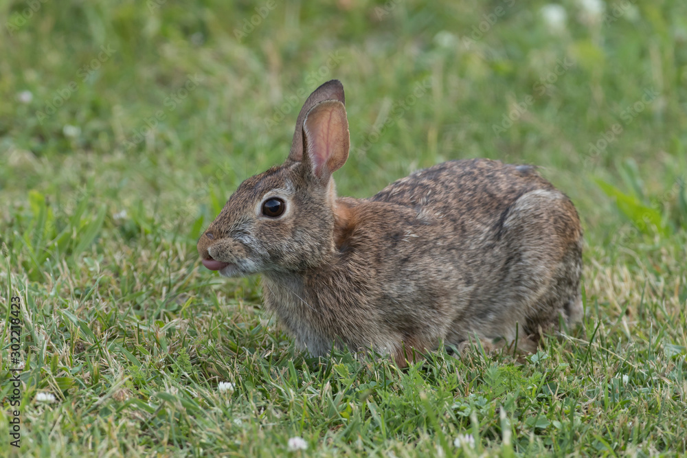 Cute Eastern Cottontail Rabbit in wild Cute Eastern Cottontail Rabbit in wild