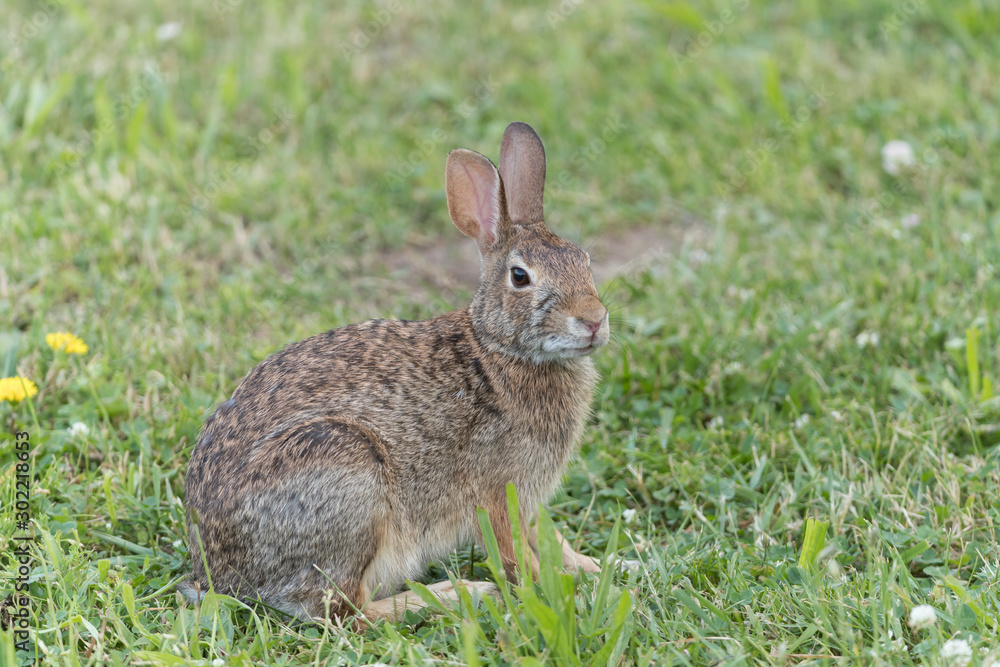 Fototapeta premium Cute Eastern Cottontail Rabbit in wild