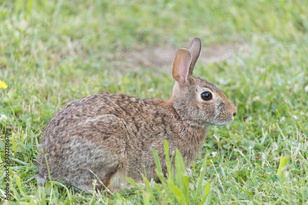 Cute Eastern Cottontail Rabbit in wild Cute Eastern Cottontail Rabbit in wild