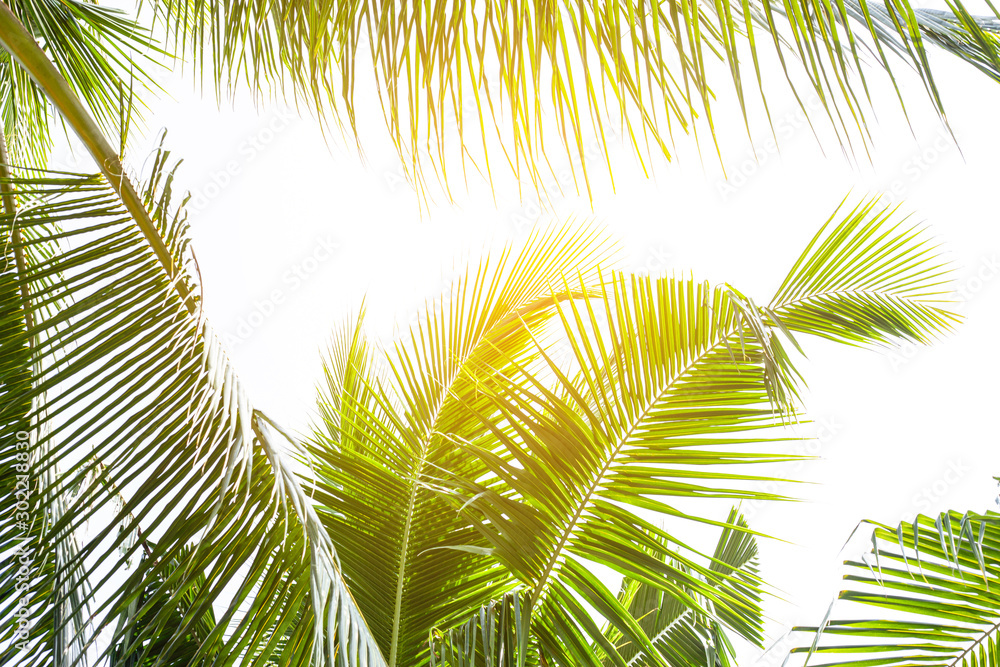tropical palm leaf background, coconut palm trees perspective view tropical palm leaf background, coconut palm trees perspective view