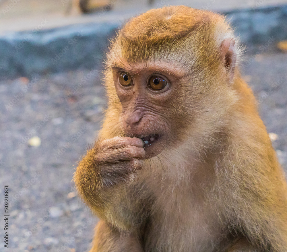 The Macaque Monkeys of Monkey Hill, Phuket.