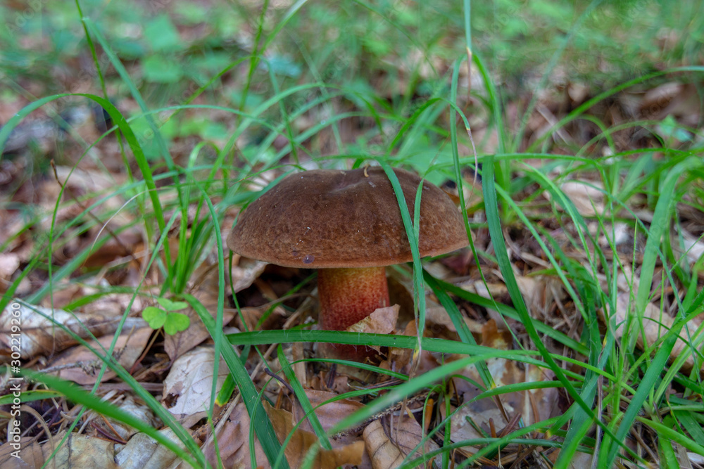 Devil's bolete, Boletus satanas mushroom is growing in the forest. Devil's bolete, Boletus satanas mushroom is growing in the forest.