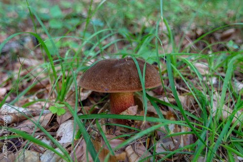 Devil's bolete, Boletus satanas mushroom is growing in the forest.