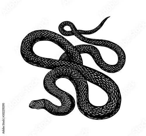 Python in Vintage style. Serpent or poisonous viper snake. Engraved hand drawn old reptile sketch for Tattoo, sticker or logo or t-shirts.