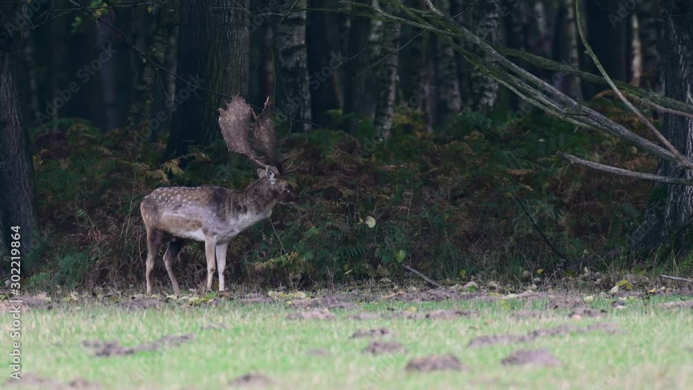 Fallow buck standing on the forest meadow, mating time, autumn, (dama dama), germany Fallow buck standing on the forest meadow, mating time, autumn, (dama dama), germany