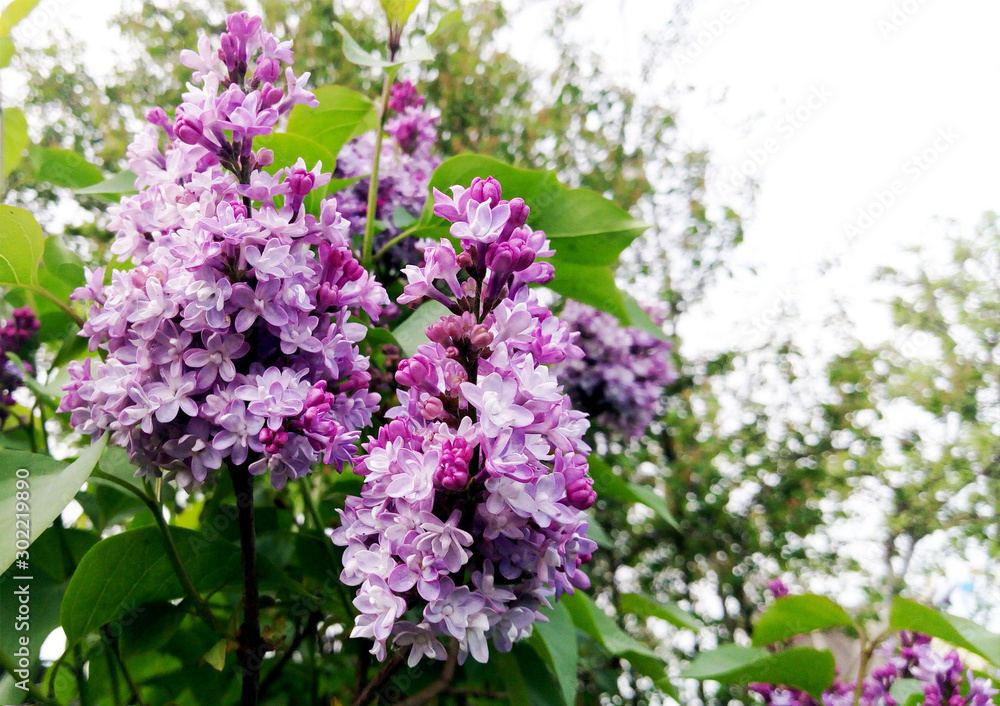 Lilac blossom in spring scene. Spring blooming lilac flowers. Lilac blossom in spring scene. Spring blooming lilac flowers.