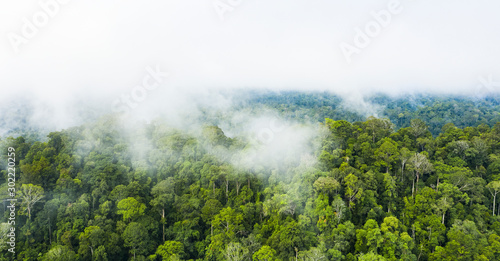 View from above, stunning aerial view of a tropical rainforest with clouds formed from water vapor released from trees and other plants throughout the day. Taman Negara National Park, Malaysia. © Travel Wild