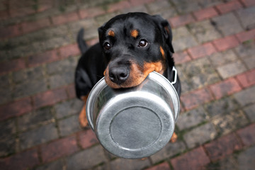 rottweiler dog holding a food bowl 