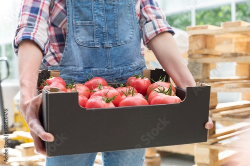 Female farmer carrying newly harvest tomatoes in crate at Greenhouse