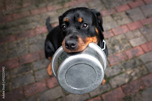 rottweiler dog holding a food bowl  photo