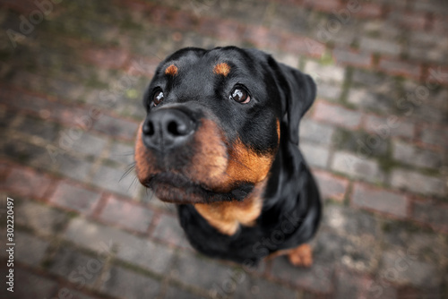 Photo rottweiler dog portrait outdoors