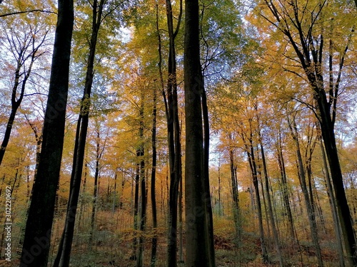 Herbstwald Bäume Blätter
