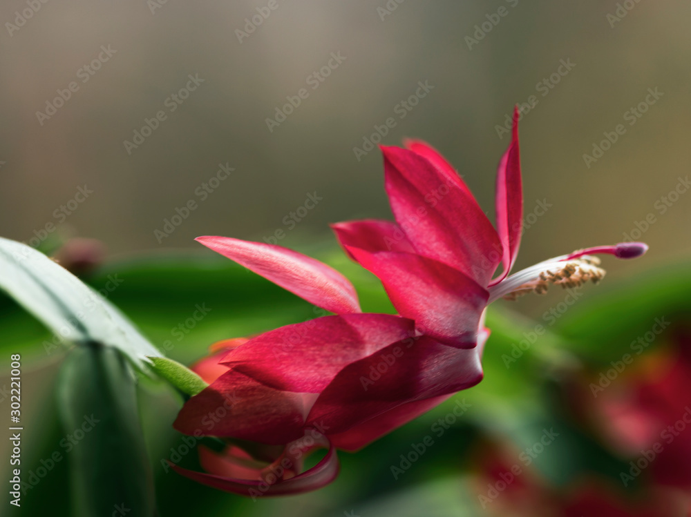 red flower red flower
