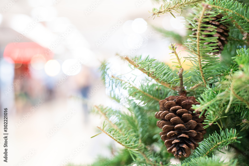 Pine nut decoration on christmas pine tree Pine nut decoration on christmas pine tree