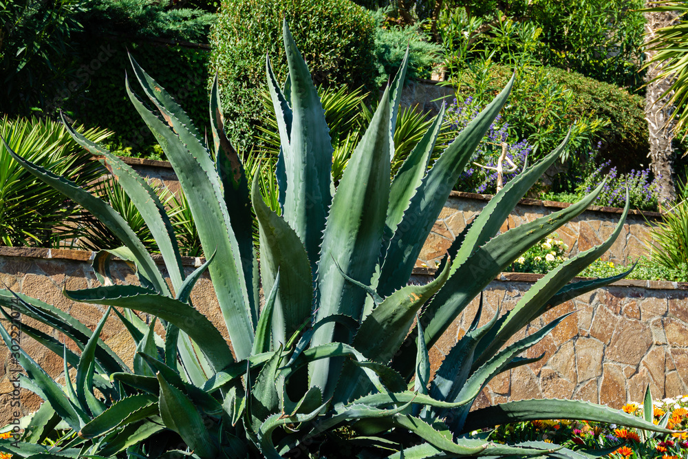 American agave (Agave americana) — species of Agave genus, Agave subfamily, Asparagus family in landscape of Paradise Park in Partenite in Crimea. Close-up. Marginata. American agave (Agave americana) — species of Agave genus, Agave subfamily, Asparagus family in landscape of Paradise Park in Partenite in Crimea. Close-up. Marginata.