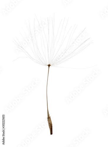 isolated on white dandelion small seed