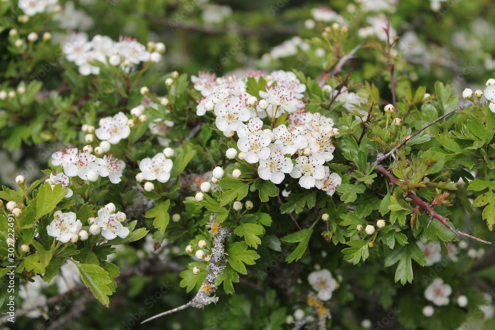 fiori bianchi fiori bianchi