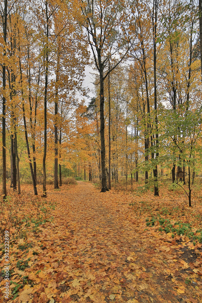 Fototapeta premium maple dark yellow leaves in autumn park