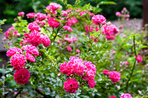 Flowers of pink climbing roses closeup