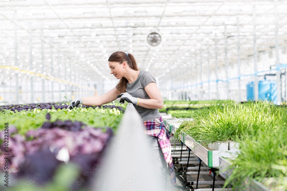 Mid adult female botanist examining seedlings in plant nursery Mid adult female botanist examining seedlings in plant nursery