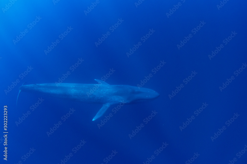 Fototapeta premium Blue Whale underwater