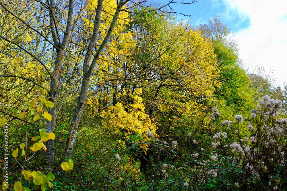 Fototapeta premium AUTOMNE AIN DOMBES