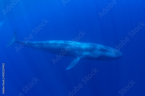 Płetwal błękitny pod wodą