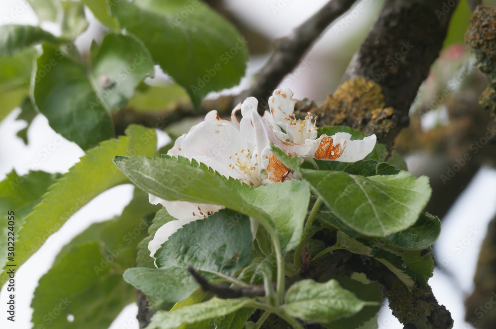 Apfelblüte Apfelblüte