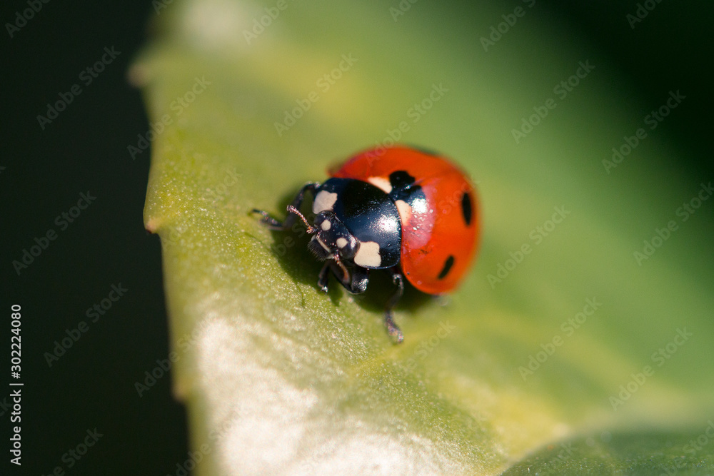 Naklejka premium coccinelle en gros plan, sur feuille verte au soleil