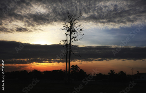 silhouette Single dried tree during twilight sky