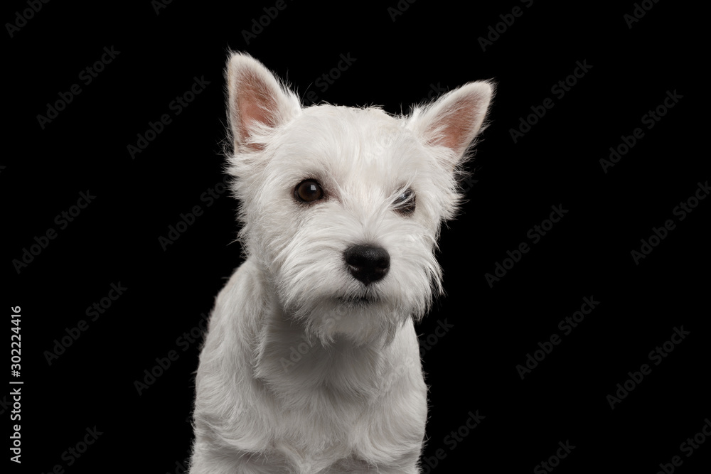 Portrait of Cute West Highland White Terrier Dog on isolated black background