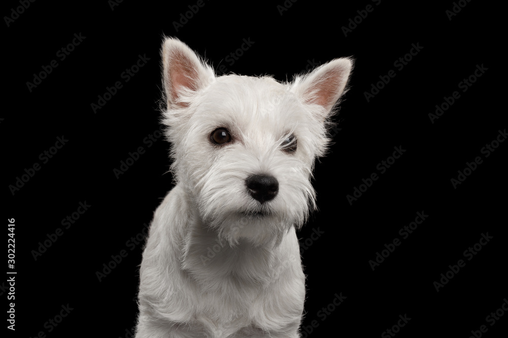 Portrait of Cute West Highland White Terrier Dog on isolated black background Portrait of Cute West Highland White Terrier Dog on isolated black background