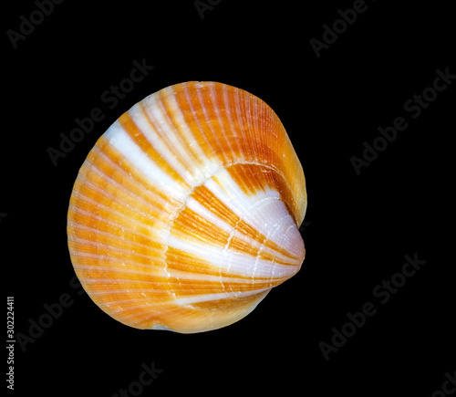 Foto Orange Clam Seashell on black background.