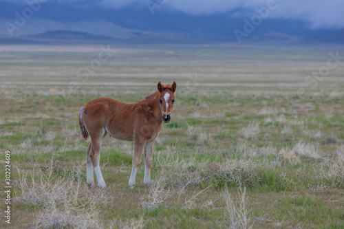 Wild Horse Foal in Spring in the Utah Desert © natureguy