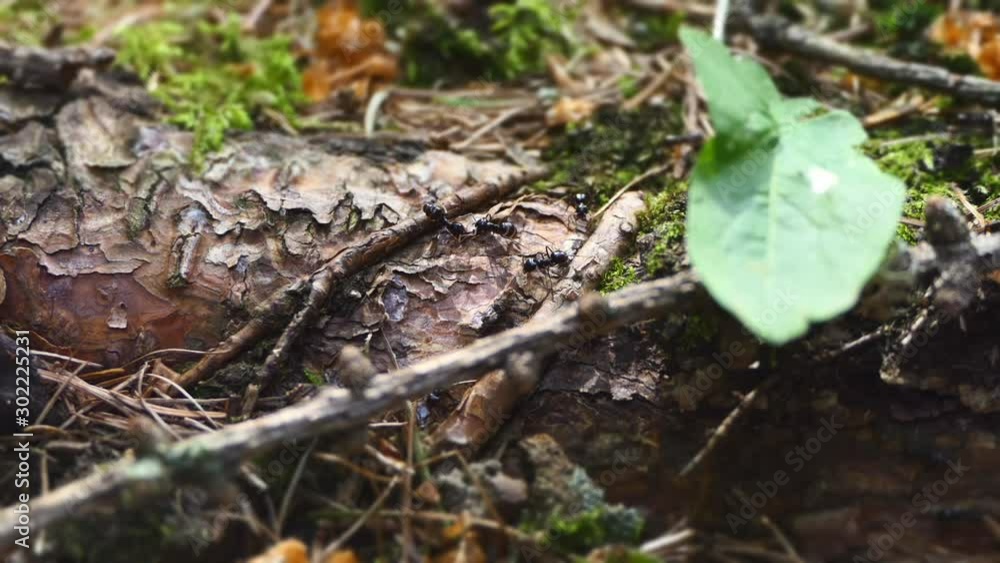 miniature limelapse of ants walking on a tree root in the forest miniature limelapse of ants walking on a tree root in the forest