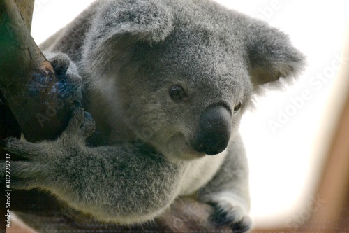 Photography Koala