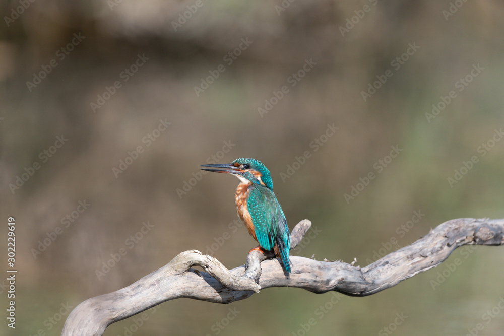 Eisvogel Eisvogel