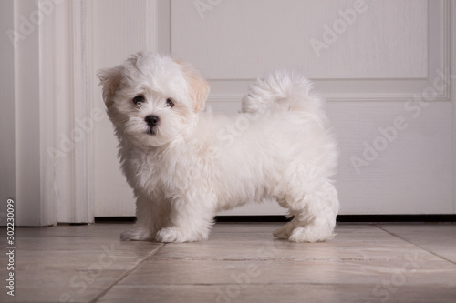 Adorable two months white Shih tzu puppy