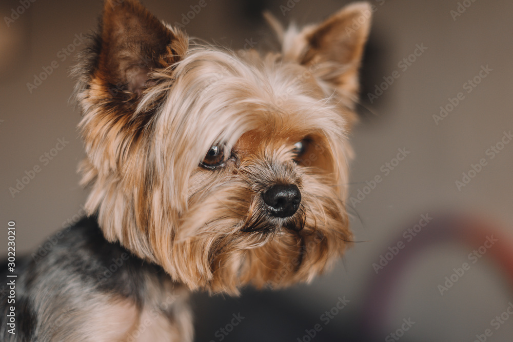 Dog yorkshire terrier portrait photo