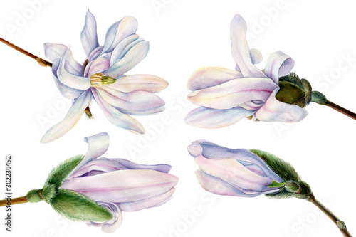 set of magnolia spring flowers on an isolated white background, watercolor illustration, botanical painting