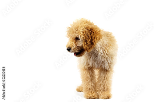 Beige poodle dog on a white background