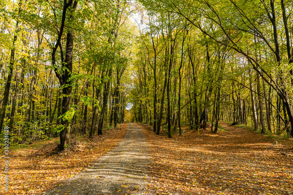 Autumn forest scene on a trail in Fruska Gora, Serbia