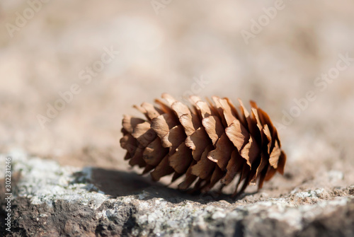 Pine Cone On Ground